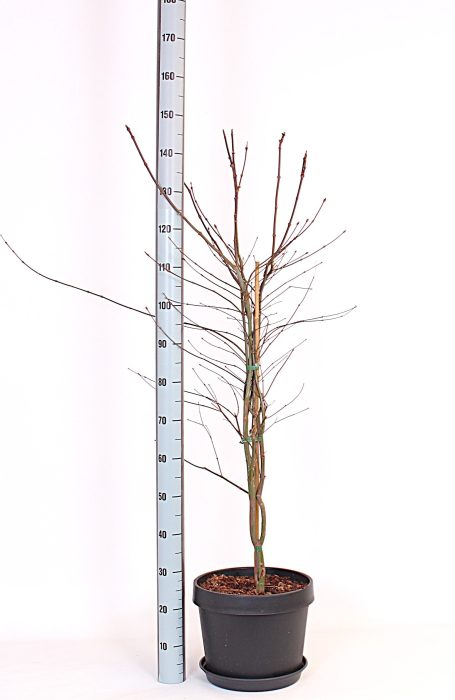 Atropurpureum, D 32