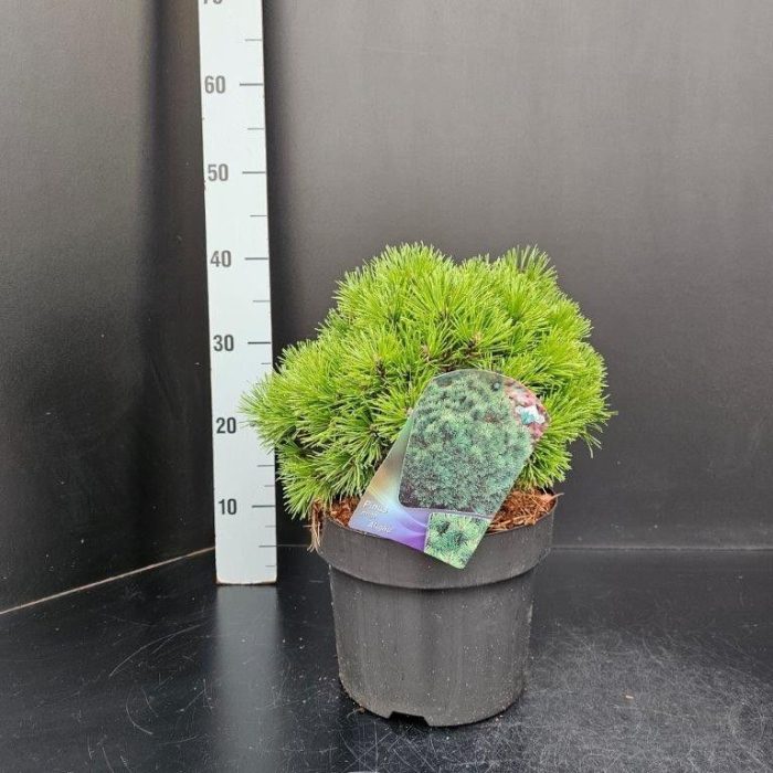 Pinus mugo Allgau, D 23