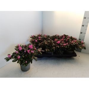 AZALEA P13 Meggy donker roze, D 13