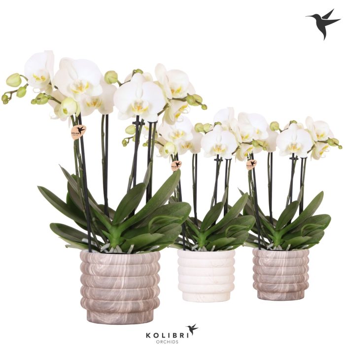 Kolibri Orchids Phalaenopsis Jewel Ghent 4 spike in Marble pot mix, D 12