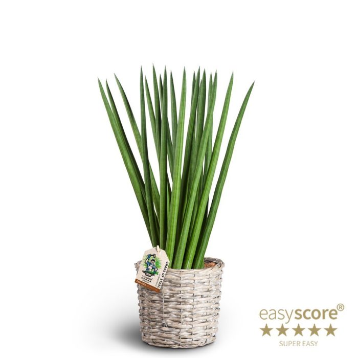 Basket, Sansevieria ´Spaghetti´, D 16