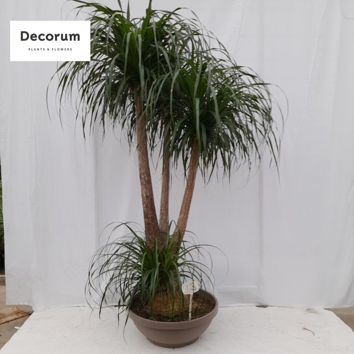 Beaucarnea vertakt op nummer 13, D 60