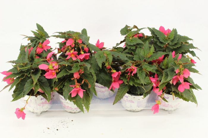 beg.wf.hotpink FLORATINOFUST, D 12