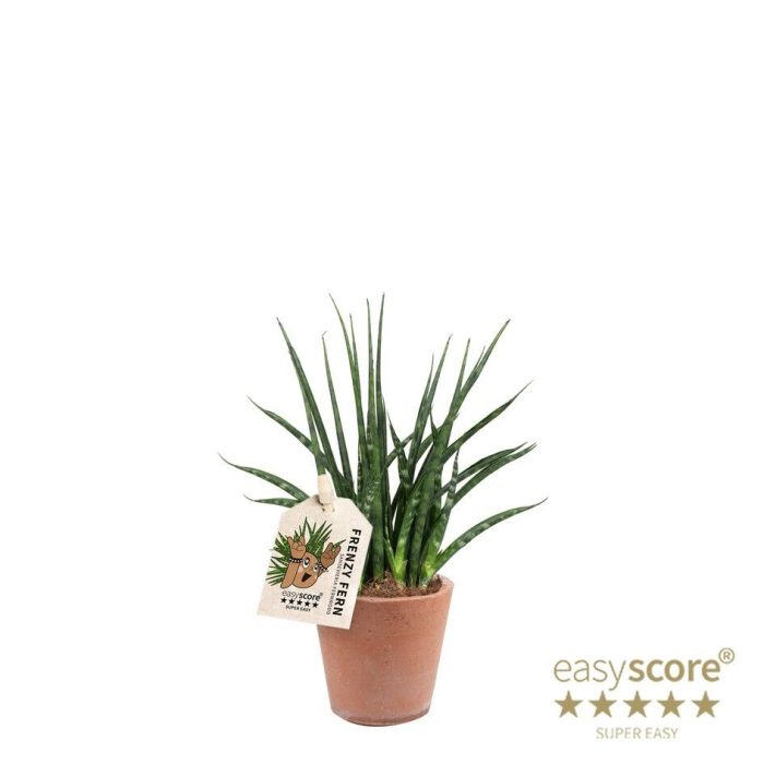 Terracotta Pot, Sansevieria ´Fernwood´, D 7