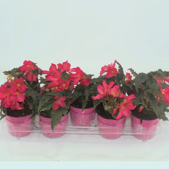begonia florencio Cerise, D 12