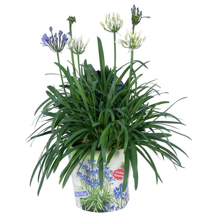 Nolina Agapanthus Ø 24 cm. Summer LoveTM Duo, D 24