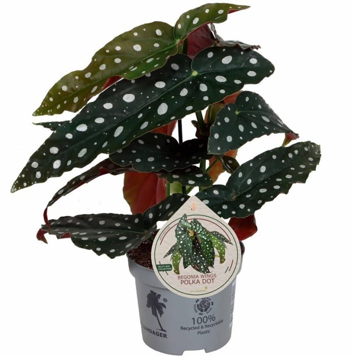 BEGONIA MACULATA, D 12