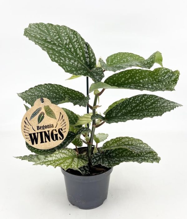 BEGONIA MACULATA 'Alameo Ol‚ Wing', D 12