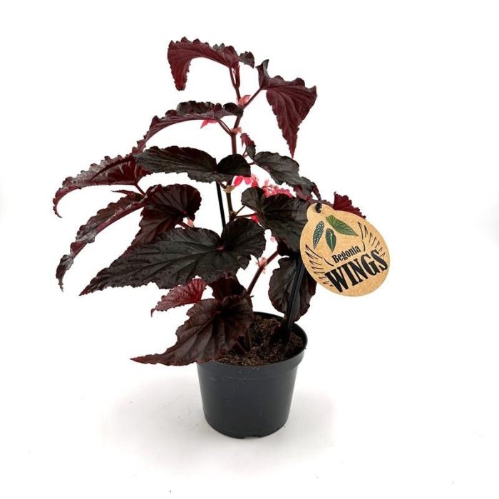 BEGONIA MACULATA 'Arabian Sunset', D 12