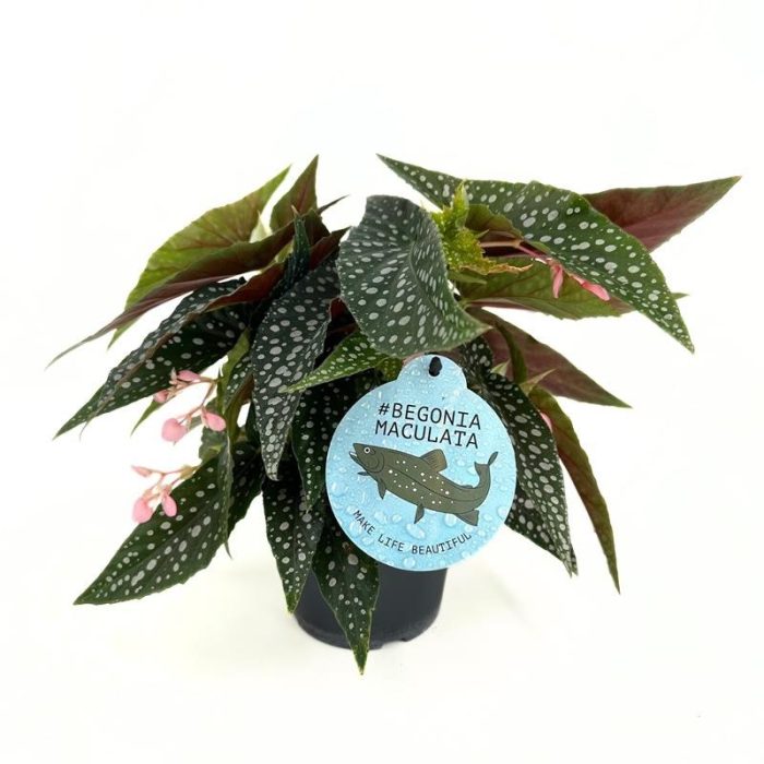 BEGONIA MACULATA 'Silverspot', D 12