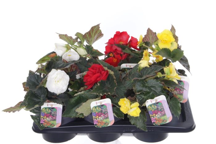 Begonia Mix, D 17
