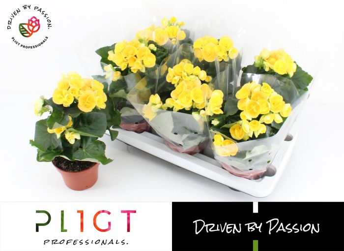 Begonia Nadine P14 GROW, D 14