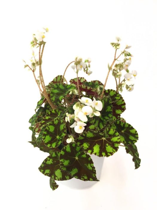 BEGONIA REX-HYBRID 'Tiger', D 12