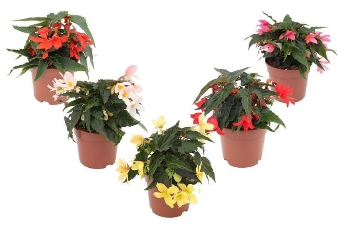 Begonia Waterfall Mix Layer, D 13
