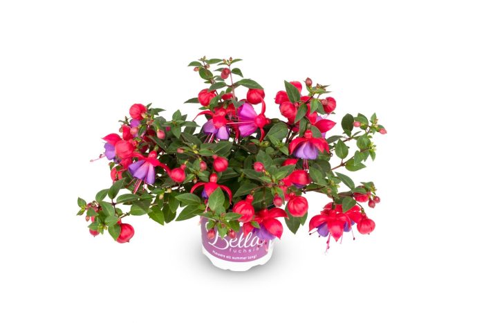 Bella Fuchsia Hangend Maria, D 10,5