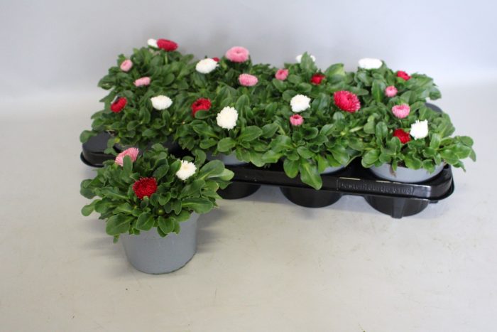 Bellis Bam Bam Trios 13cm, D 13