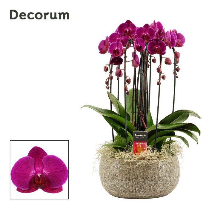 Bianca cascade 6 tak symphony purple (Deco-collection), D 27