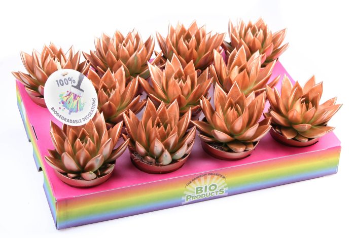 Bio miranda rainbow bronze, D 8,5