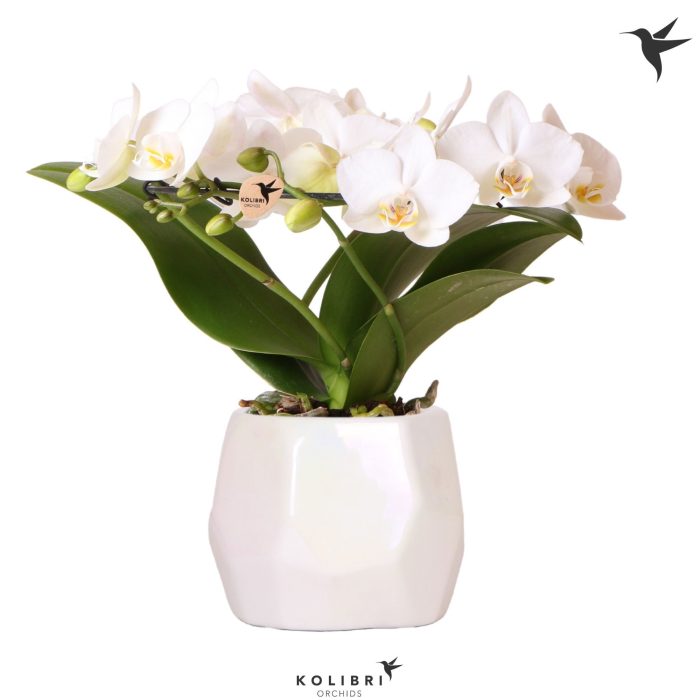 Kolibri Orchids Phalaenopsis Halo white in Pearl pot travertine, D 9