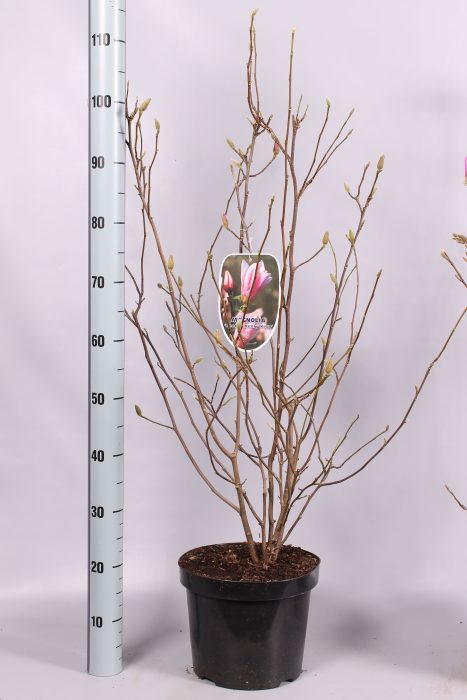 Magnolia 'GH Kern' geknopt, D 26