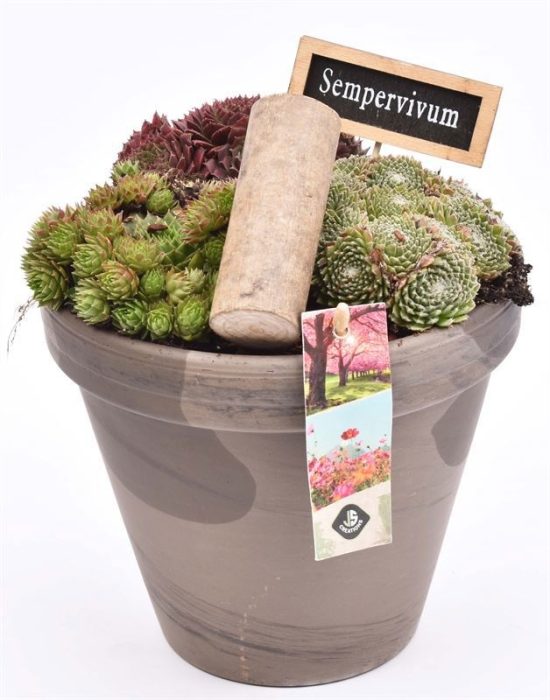 Bloempot 18cm Chocolade, D 18