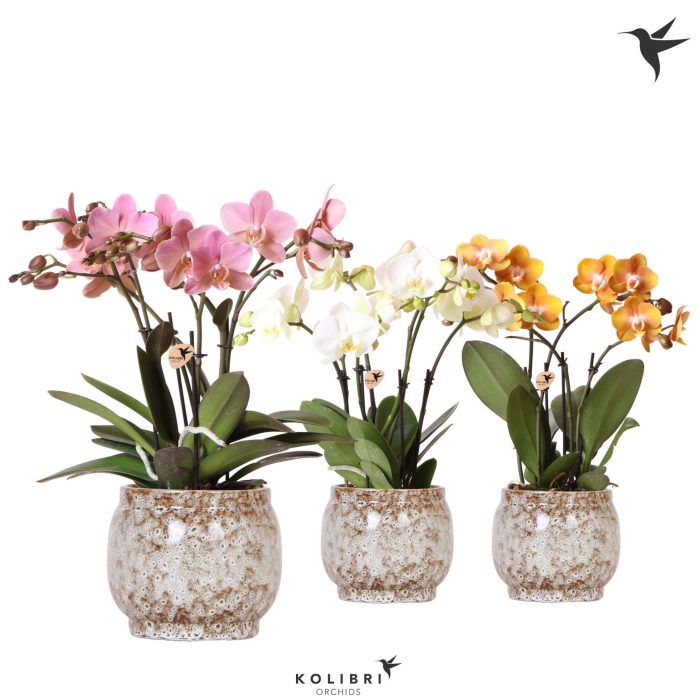 Kolibri Orchids Phalaenopsis Jewel mix 4 spike in Safari pot, D 12