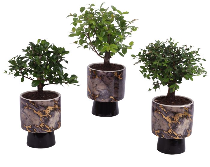 Bonsai Indoor Mix Ø 9cm Ball Shape in Ø10cm Ceramic PL672, D 10