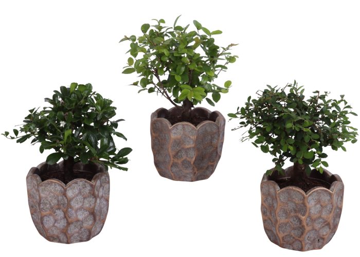 Bonsai Indoor Mix Ø 9cm Ball Shape in Ø12cm Ceramic PL670, D 12