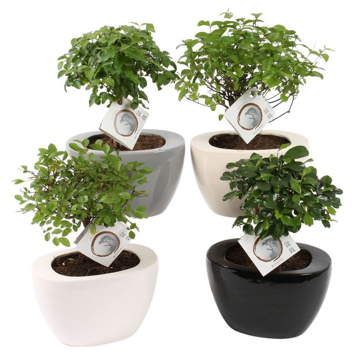 Bonsai Mixed in 19cm Folded pot colormix, D 19