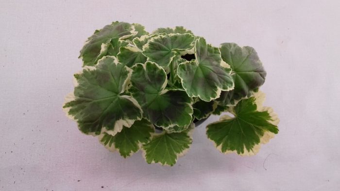 Bonte Geranium Madame Salleron, D 10,5