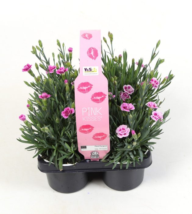 Dianthus Pink Kisses in 4-pack, D 9