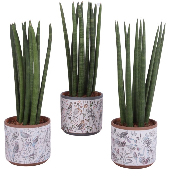 Sansevieria Cylindrica Straight 10 Leaf Ø14cm Ceramic Pot Forest, D 14