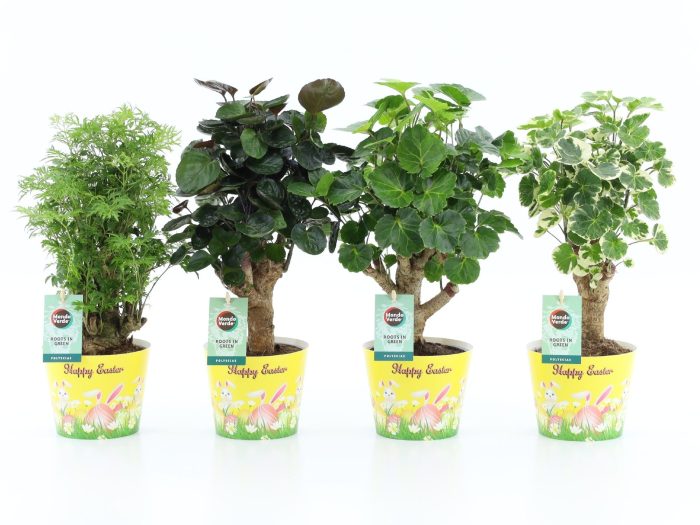 Polyscias Mix 12cm in Potcover Pasen, D 12