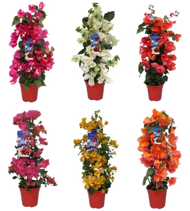 Bougainvillea 'Dania' bamboo PIRAMIDE kleur MIX, D 19