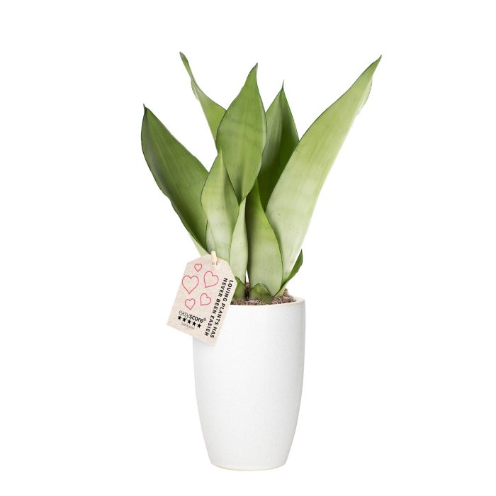 Classic White, Sansevieria ´Moonshine´, D 12