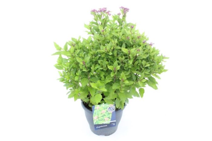 Eupatorium purp. Ruby, D 23