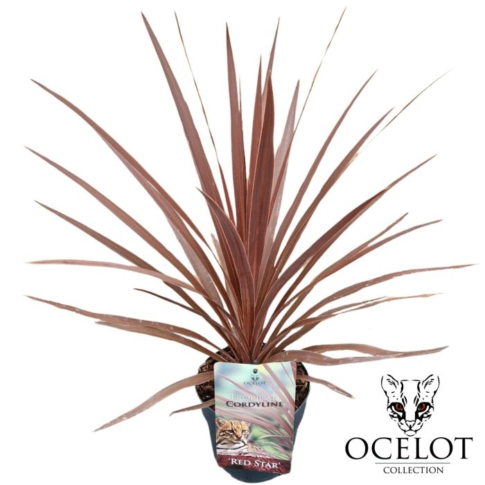 Cordyline australis 'Red Star', D 17
