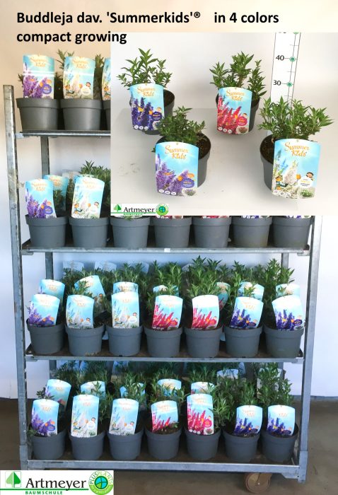 Buddleja d. Summer Kids ® T19, D 19