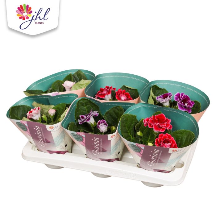 Gloxinia Brocade Standaard, D 12