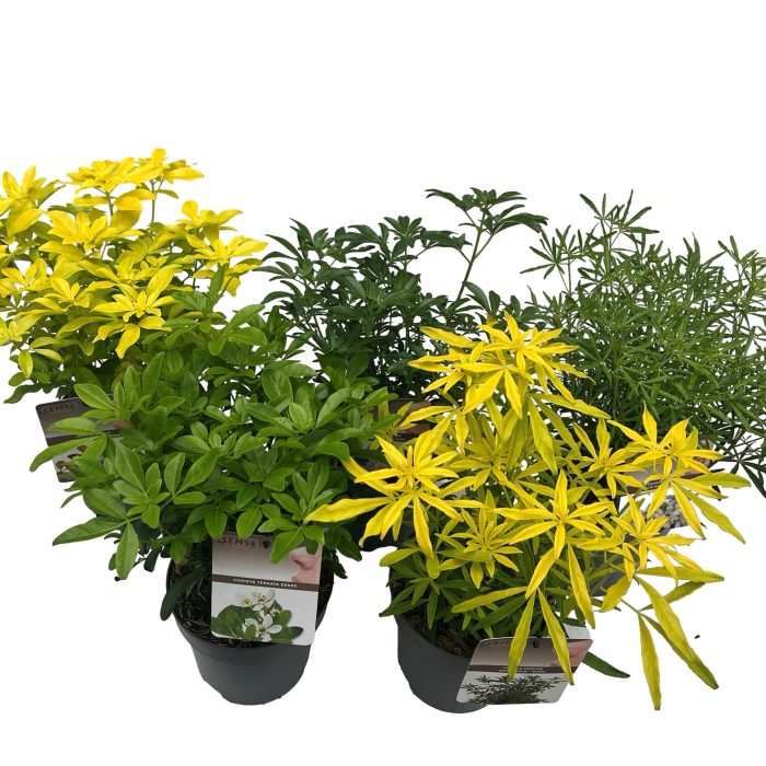 Choisya mix, D 17