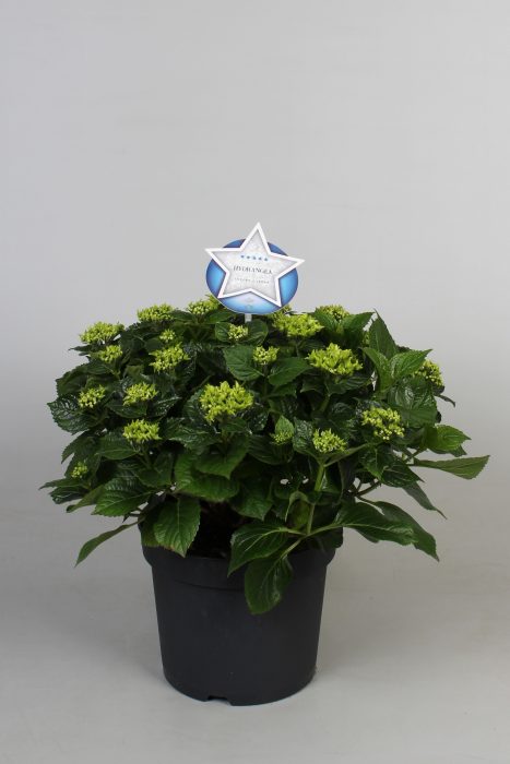 Hydrangea macr. blauw, 12+kn/bl, D 23