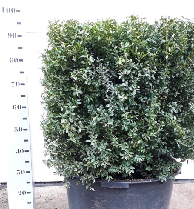 Buxus sempervirens kubus 60cm, D 55