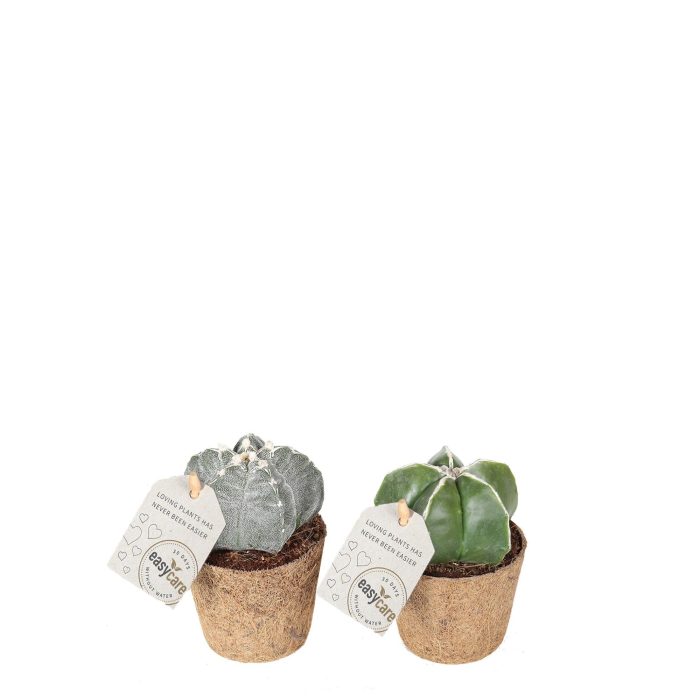 Cactus Astrophytum, - COCOZ, D 6