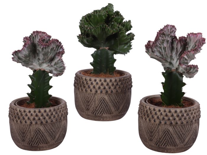 Cactus mix Euphorbia l. Ø12cm in Ø16cm Ceramic EV665, D 16
