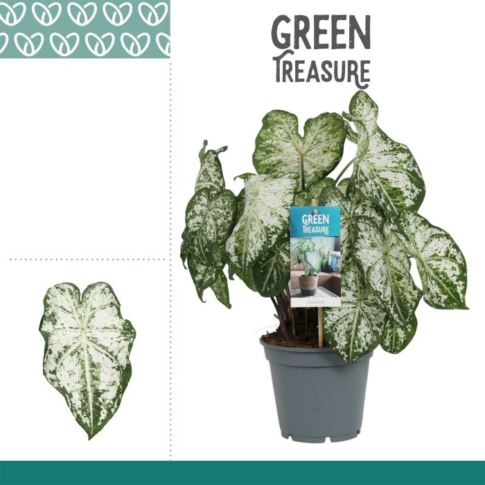 Caladium Wit, D 17