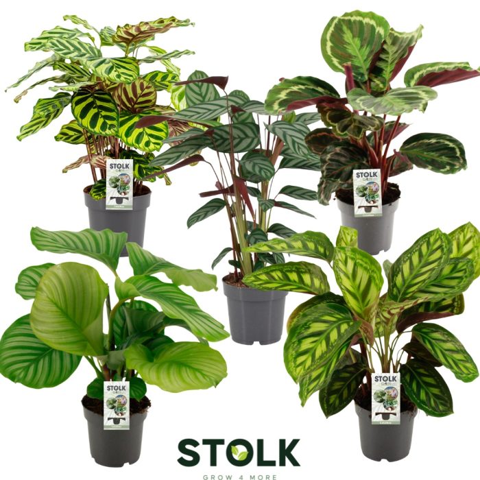 Calathea 17cm gemengd, D 17