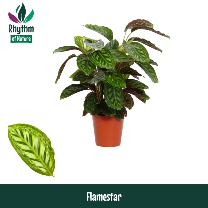 Calathea 19cm Flamestar - Rhythm of Nature, D 19