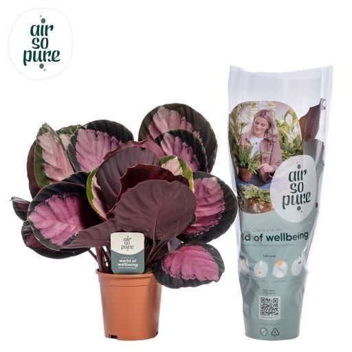 Calathea Crimson Air so Pure, D 14