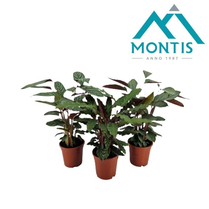 Calathea gemengd 3 soorten 17 cm, D 17