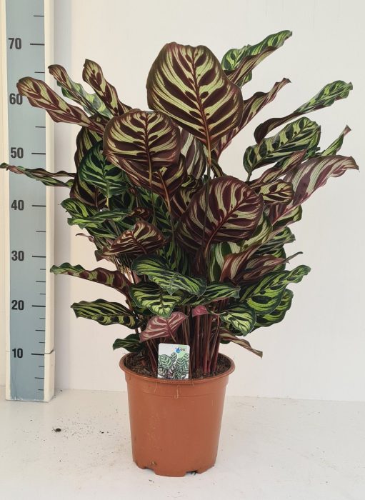 Calathea makoyana, D 19